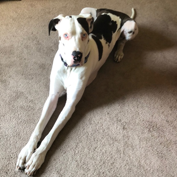 Meet your Posher, R - Picture 1 of 1